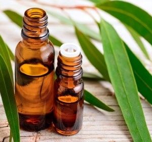 Eucalyptus 80/85 Chinese Oil - 15ml