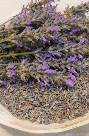 Lavender Buds Botanical - Premium- 1/2oz