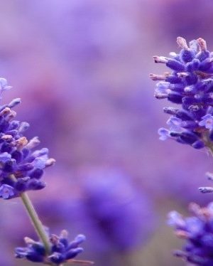 Lavender Water Essential Hydrosol - 4oz
