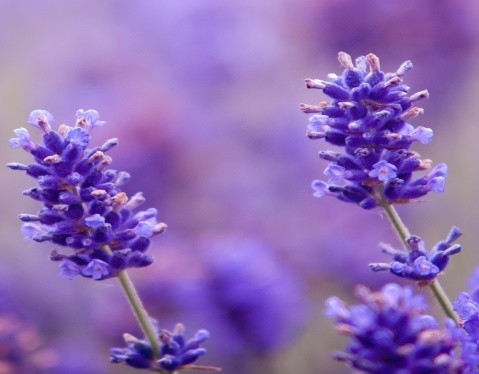 Lavender Water Essential Hydrosol - 4oz