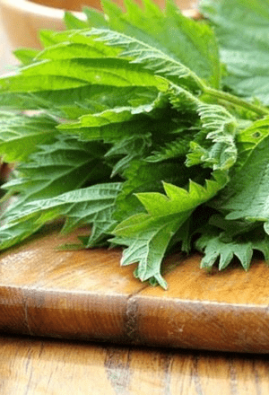 Nettle Infused Oil - 1 oz