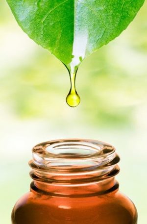 Ravintsara Oil - 15ml