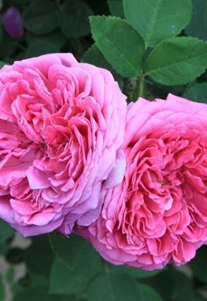 Rose Water Essential Hydrosol - 4oz