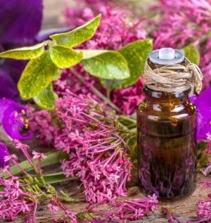 Sage Dalmatian Oil - 15ml
