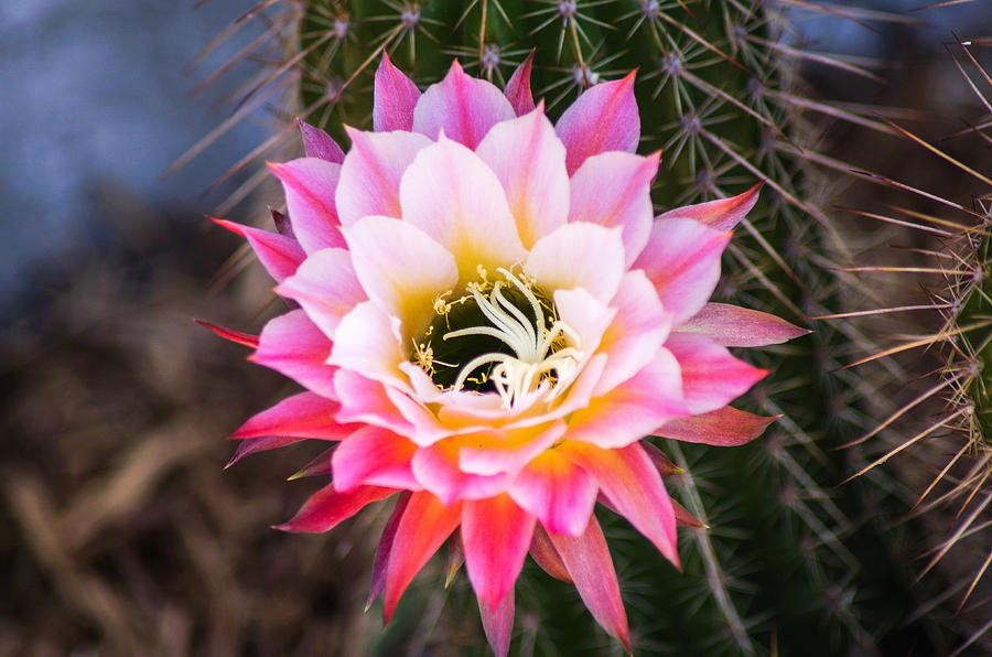 Cactus Blossom  15ml | Valley Blossoms